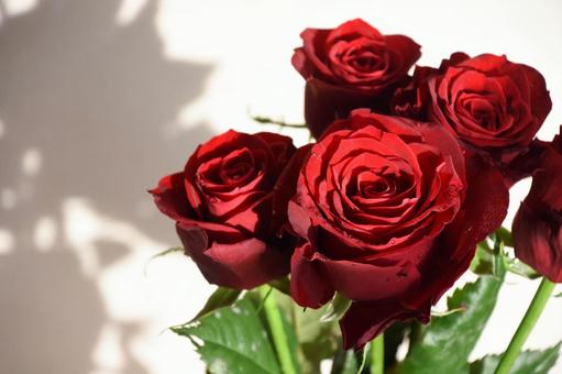 赤いばら 赤いばら ばら,薔薇,赤の写真素材