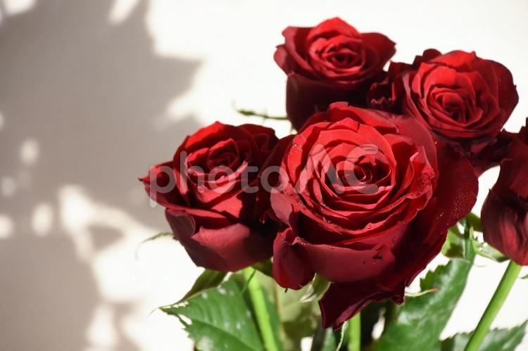 赤いばら ばら,薔薇,赤の写真素材