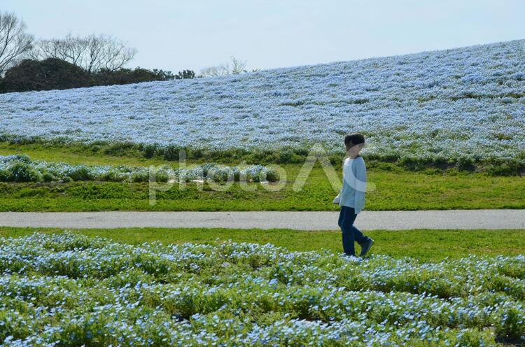 男の子　ネモフィラ花畑 花畑,ネモフィラ,春の写真素材