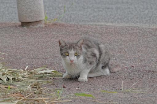 ねこ ねこの写真
