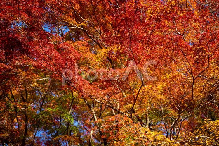もみじが赤く染まった紅葉 イチョウ,木,落ちるの写真素材