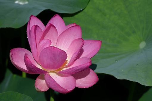 神聖な花 神聖な花 ハス,花,ハス科の植物の写真素材