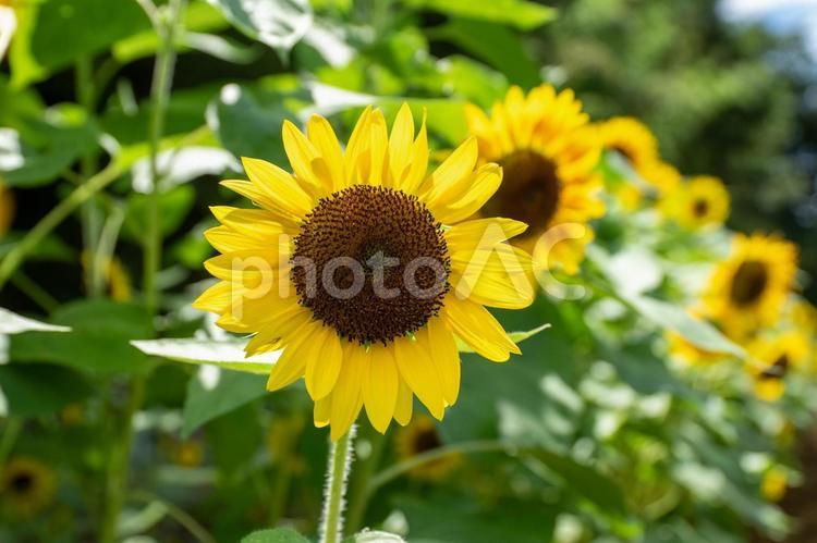 ひまわり畑 ひまわり,ひまわり畑,ヒマワリの写真素材