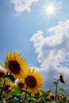 Summer landscape sunflower Summer landscape sunflower
