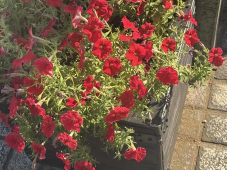 お花 お花の写真