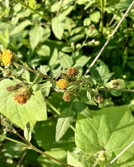 コセンダングサ コセンダングサ,ひっつき虫,花の写真素材