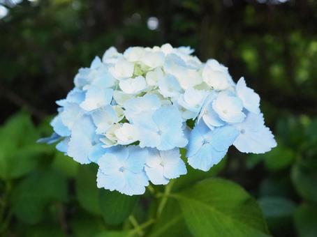 紫陽花の寝起き 花,紫陽花,あじさいの写真素材