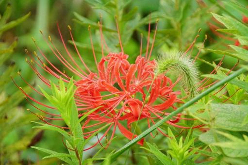 ヒガンバナ 彼岸花,植物,花の写真素材