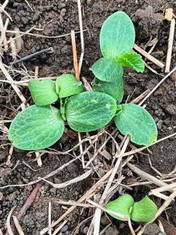 かぼちゃの芽 かぼちゃの芽,緑,植物の写真素材