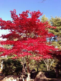 紅葉 紅葉の写真
