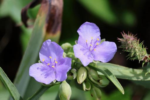 紫色の花びらのムラサキツユクサのアップ 紫色の花びらのムラサキツユクサのアップの写真