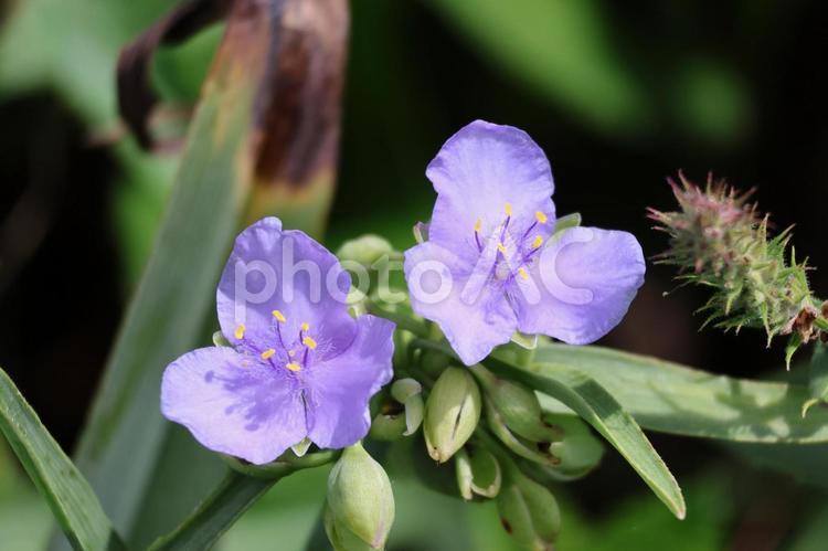 紫色の花びらのムラサキツユクサのアップ 紫色,花びら,ムラサキツユクサの写真素材