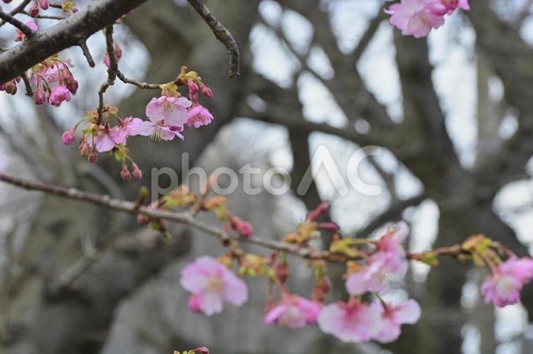 冬に咲く桜（河津桜） 桜,河津桜,花の写真素材