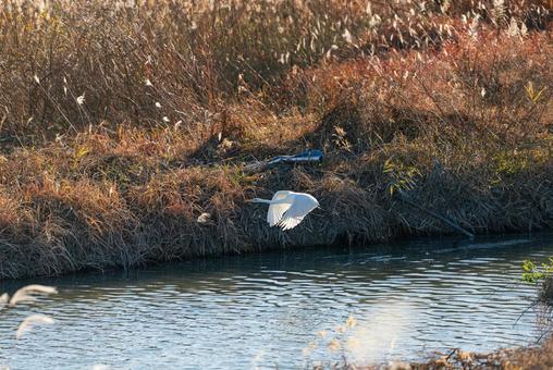 宙を優雅に舞うチュウサギ チュウサギ,シラサギ,鷺の写真素材