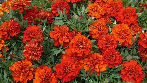 マリーゴールド ファイヤーボールの花 マリーゴールド ファイヤーボールの花 花,マリーゴールド,ファイヤーボールの写真素材