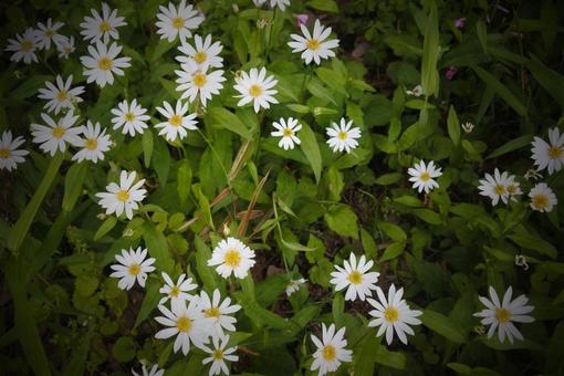 可憐な白い花 可憐な白い花 白,美しい,おとなしいの写真素材
