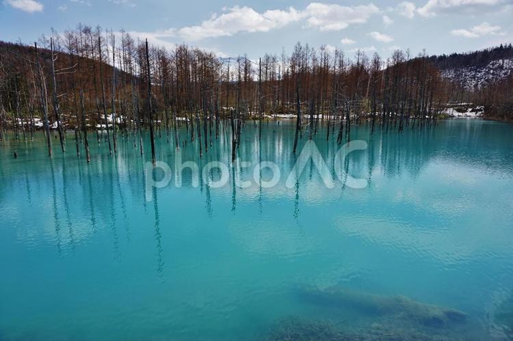 北海道美瑛町の青い池 青い池,美瑛町,ブルーポンドの写真素材