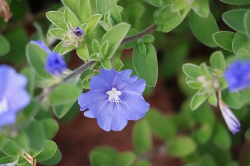緑の葉と青色の花びらのアメリカンブルー 緑,葉,青色の写真素材