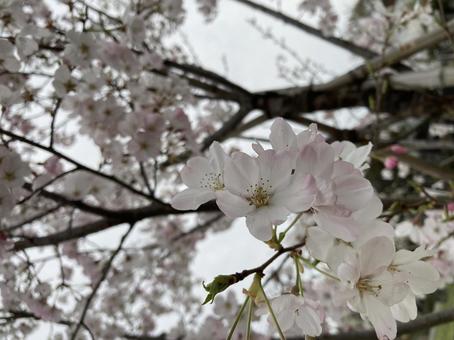 ソメイヨシノ　桜の写真