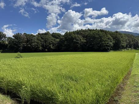 穂が出た信州の夏の田んぼ 穂が出た信州の夏の田んぼ 田んぼ,稲穂,稲の写真素材