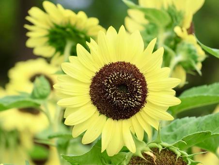 The sunflowers have bloomed, JPG The sunflowers have bloomed, JPG