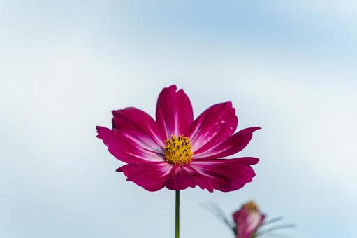 青空と秋桜の写真