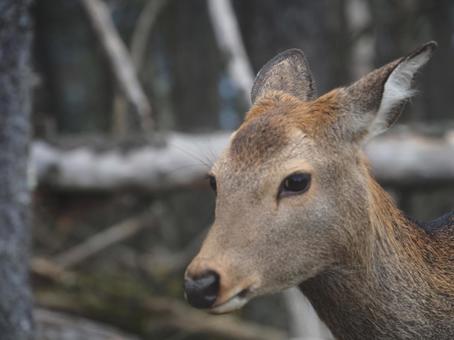野生の二ホンジカ(大菩薩嶺) 野生の二ホンジカ(大菩薩嶺) 鹿,二ホンシカ,野生の写真素材