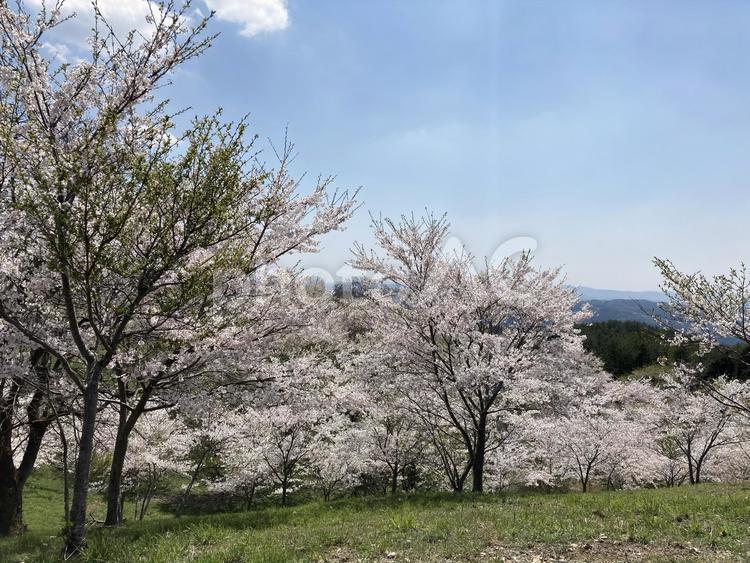 桜の咲き誇る丘 春,花,植物の写真素材