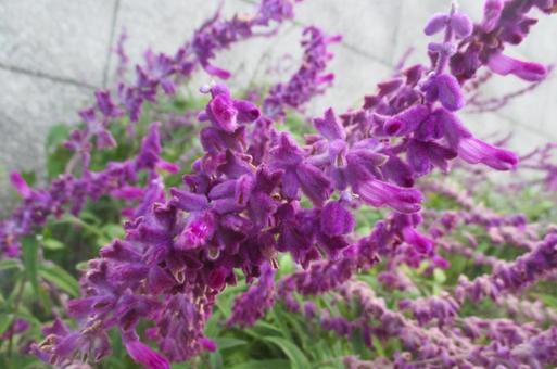 アメジストセージ アメジストセージ,植物,花の写真素材
