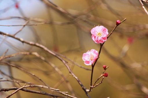 梅 梅の写真