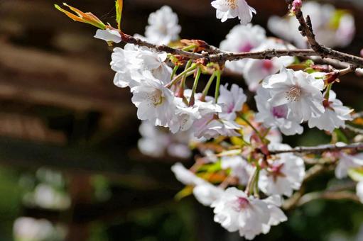 満開の白い桜のクローズアップの写真