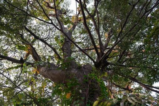 巨木 巨木,古い,植物の写真素材