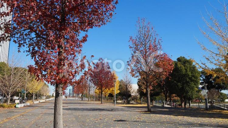お台場の遊歩道・冬の紅葉と街並み・東京都 冬,お台場,センタープロムナードの写真素材