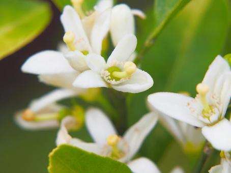 みかんの花 みかんの花の写真