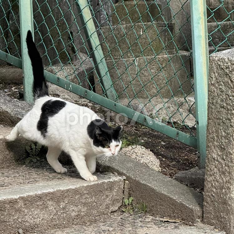 野良猫のお散歩 ネコ,猫,ねこの写真素材