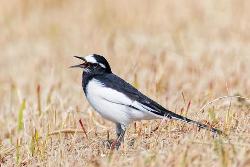 河原で鳴くセグロセキレイ セグロセキレイ,背黒鶺鴒,セキレイの写真素材