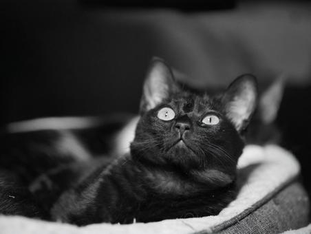 見上げる猫 見上げる猫の写真