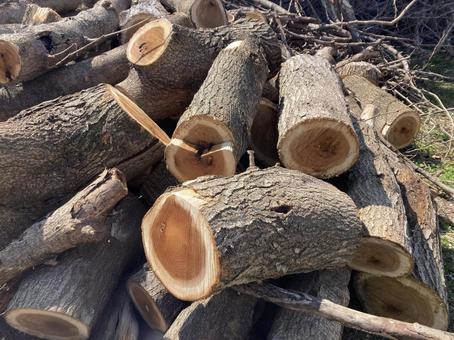 伐採木_20250412_01 伐採,木材,木の写真素材