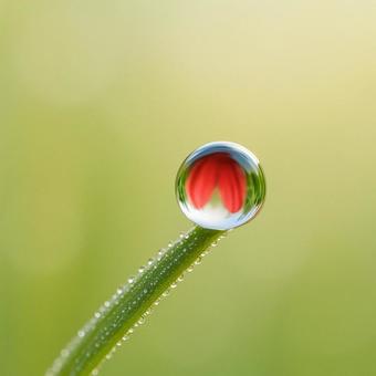 朝露に映る花びら 朝露に映る花びらの写真