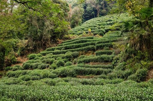 杭州・九溪 龍井茶 茶畑 九溪,龍井茶,茶畑の写真素材