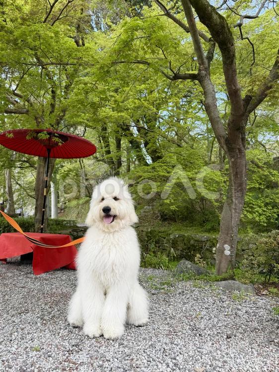大きなわんこ 犬,自然,犬素材の写真素材
