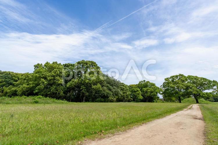 緑の広がる公園 空,青空,雲の写真素材
