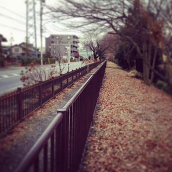 いつかの元旦 いつかの元旦の写真