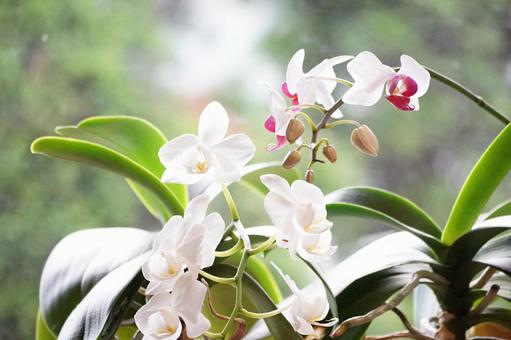 Photo, mini phalaenopsis orchid, two kinds, amavilis, 