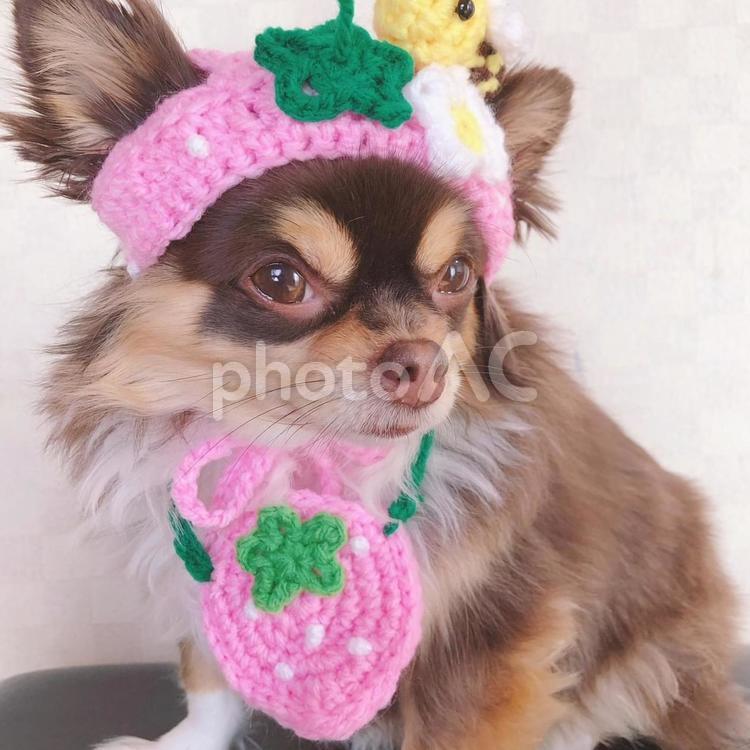 いちごだわん 犬,ペット,チワワの写真素材