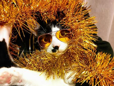 イケイケサンバ猫 派手,サンバ,サングラスの写真素材