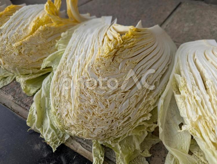 白菜を乾燥させる 野菜,ハクサイ,冬の写真素材