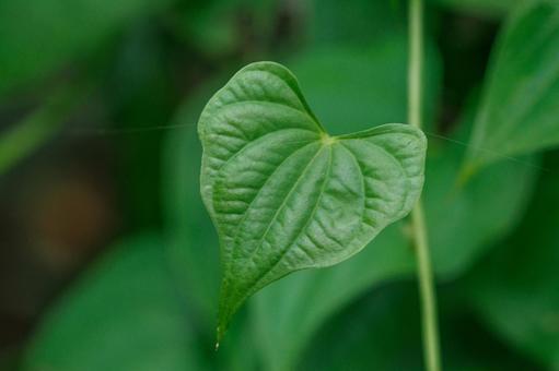 木陰の若草 木陰の若草の写真