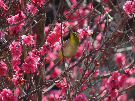 梅　メジロ 梅,メジロ,早春の写真素材