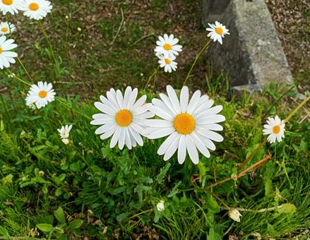 ふたつ並んだマーガレット ふたつ並んだマーガレット マーガレット,花,5月の写真素材